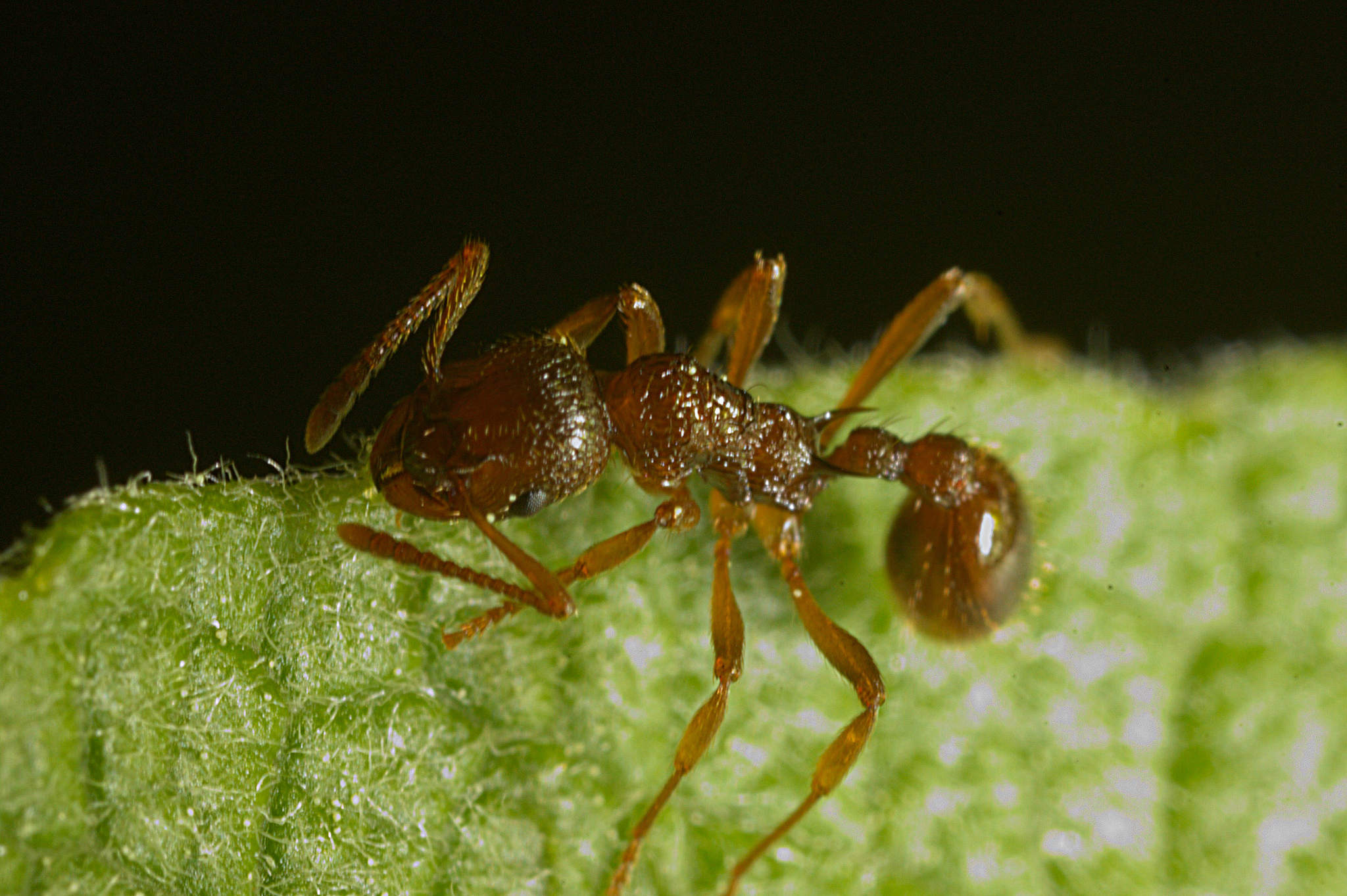 image of Myrmica rubra by Kjetil Fjellheim