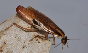 german cockroach carrying ootheca